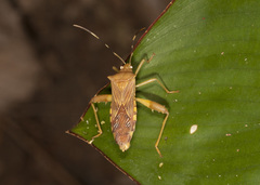Nematopus nigroannulatus