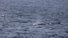 Balaenoptera borealis