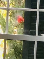 Cardinalis cardinalis
