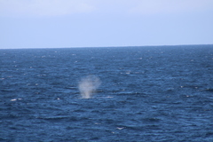 Balaenoptera borealis