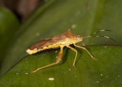 Nematopus nigroannulatus