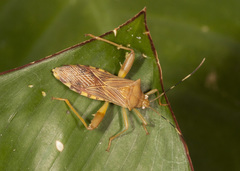 Nematopus nigroannulatus