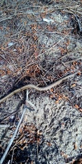 Dryophylax hypoconia