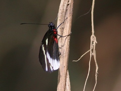 Heliconius eleuchia