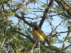 Telophorus olivaceus