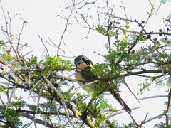 Telophorus olivaceus