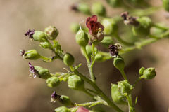 Scrophularia desertorum
