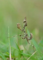 Empusa guttula
