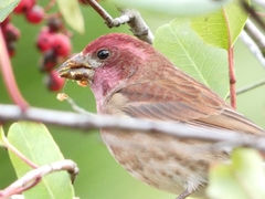 Haemorhous purpureus californicus