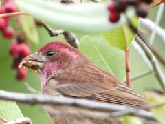 Haemorhous purpureus californicus