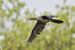 Microcarbo africanus