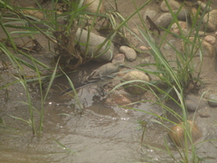 Motacilla citreola