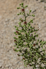 Scrophularia desertorum