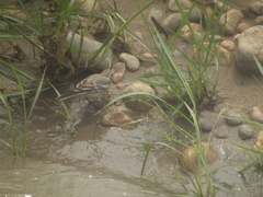 Motacilla citreola