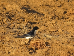 Hirundo dimidiata