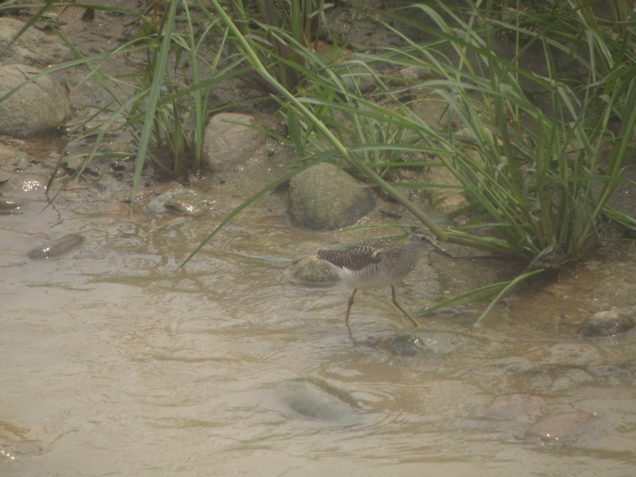 Wood Sandpiper
