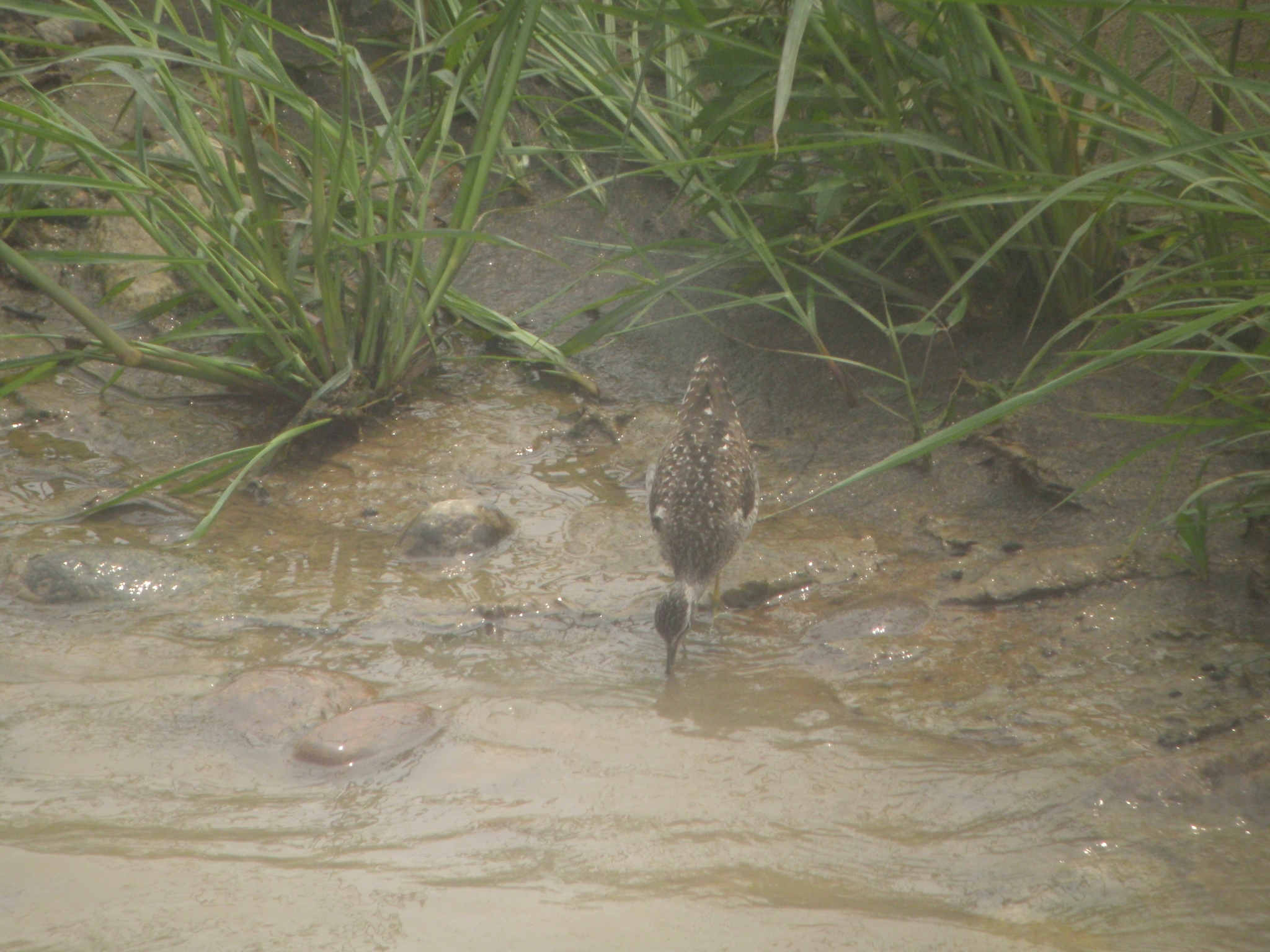 Wood Sandpiper