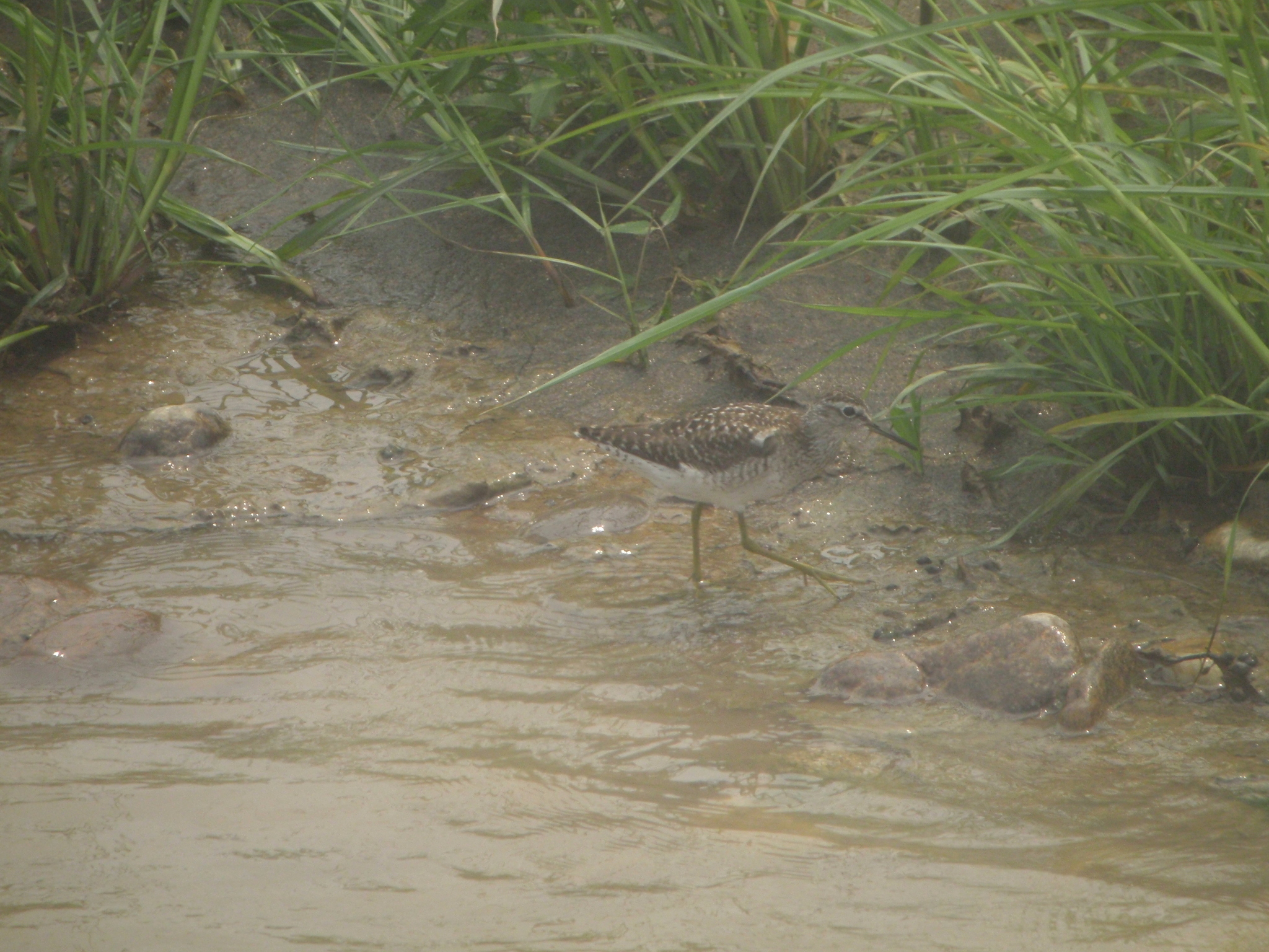 Wood Sandpiper