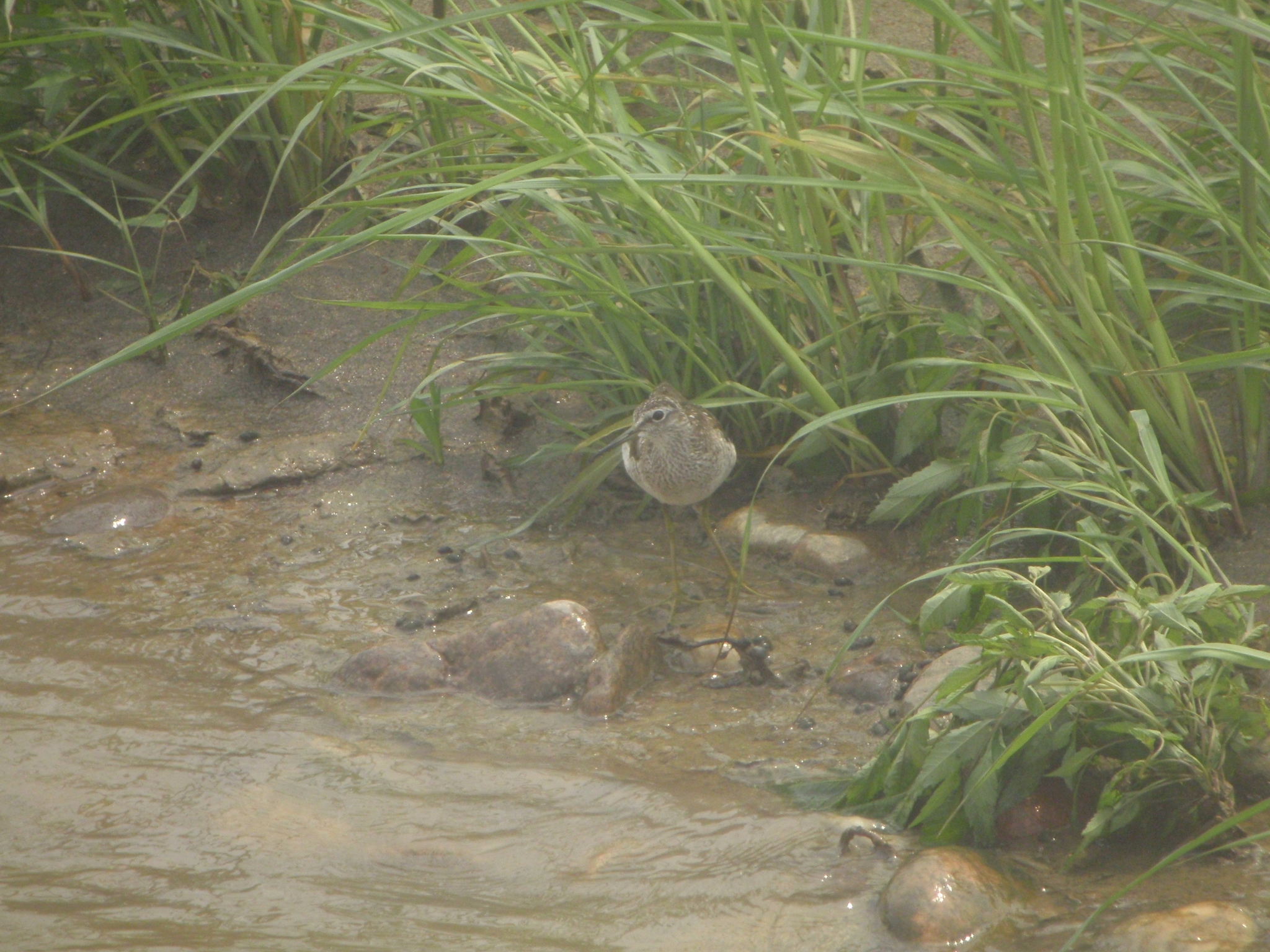 Wood Sandpiper