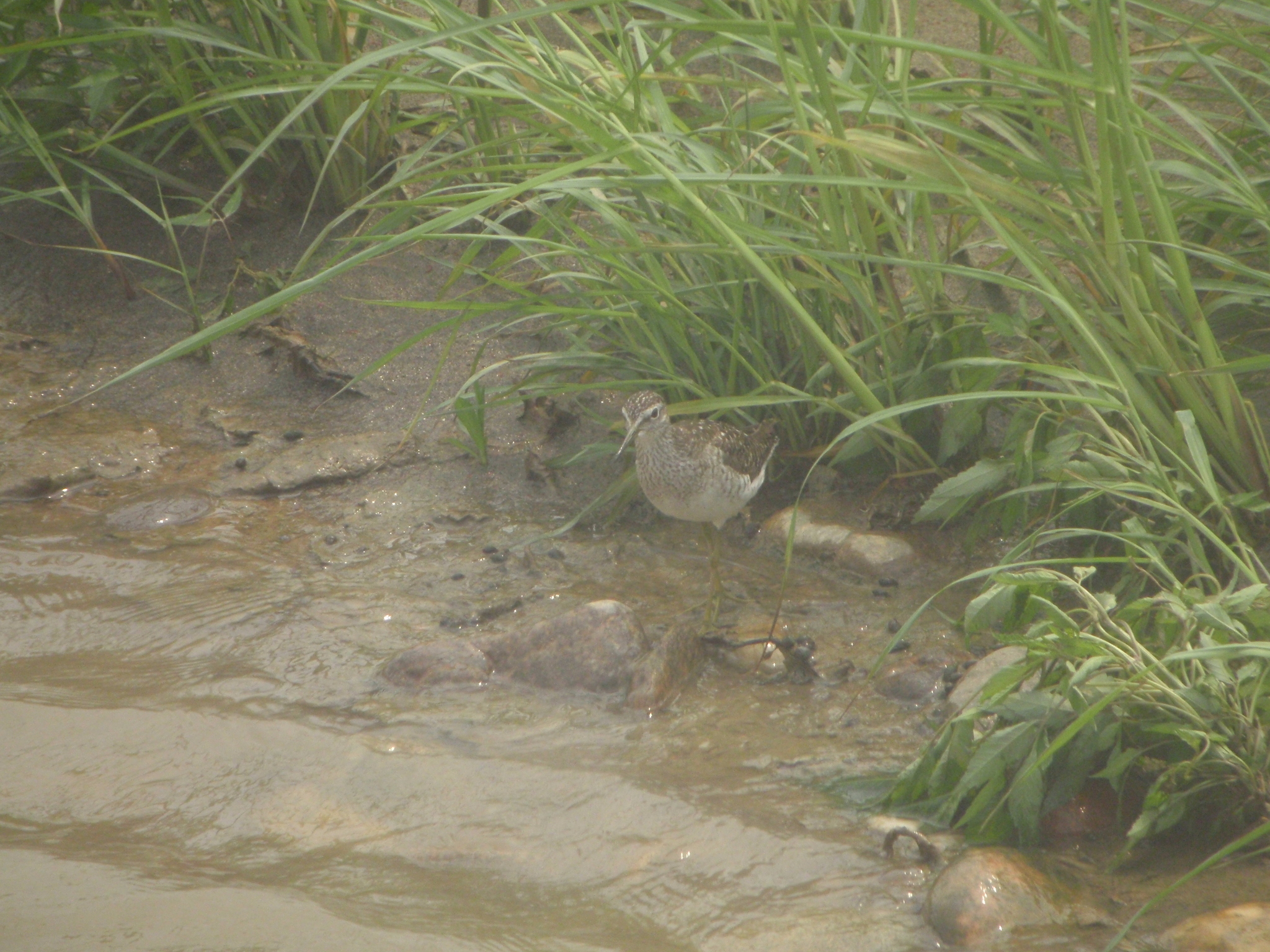 Wood Sandpiper