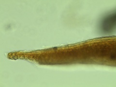 Tortella fragilis