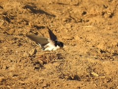 Hirundo dimidiata