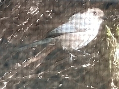 Psaltriparus minimus