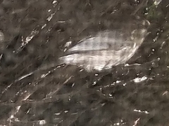 Psaltriparus minimus