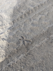 Geococcyx californianus