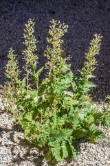 Scrophularia desertorum