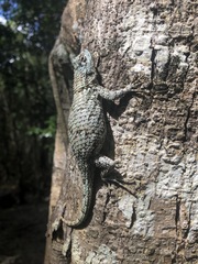 Sceloporus lundelli