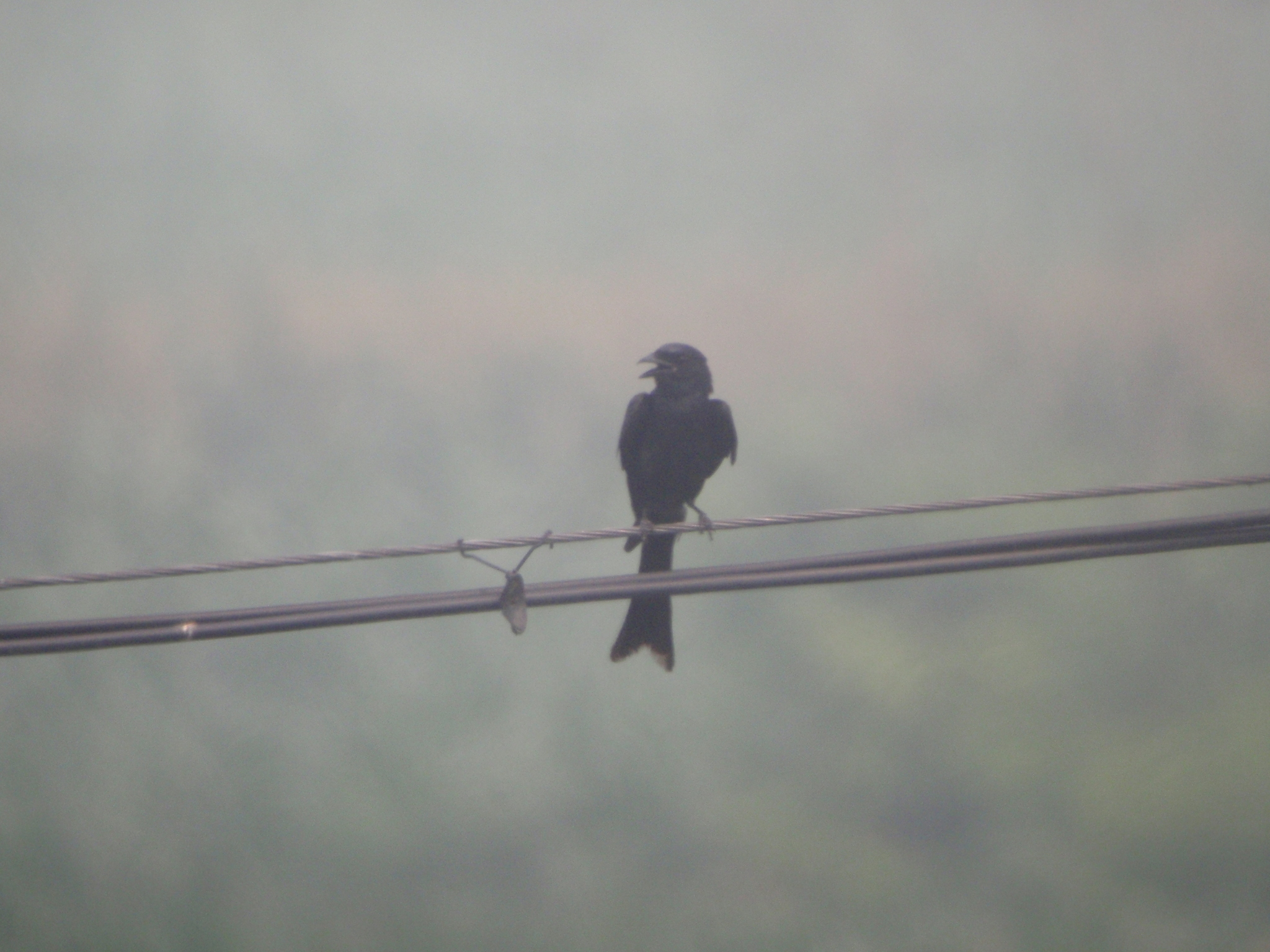 Black Drongo