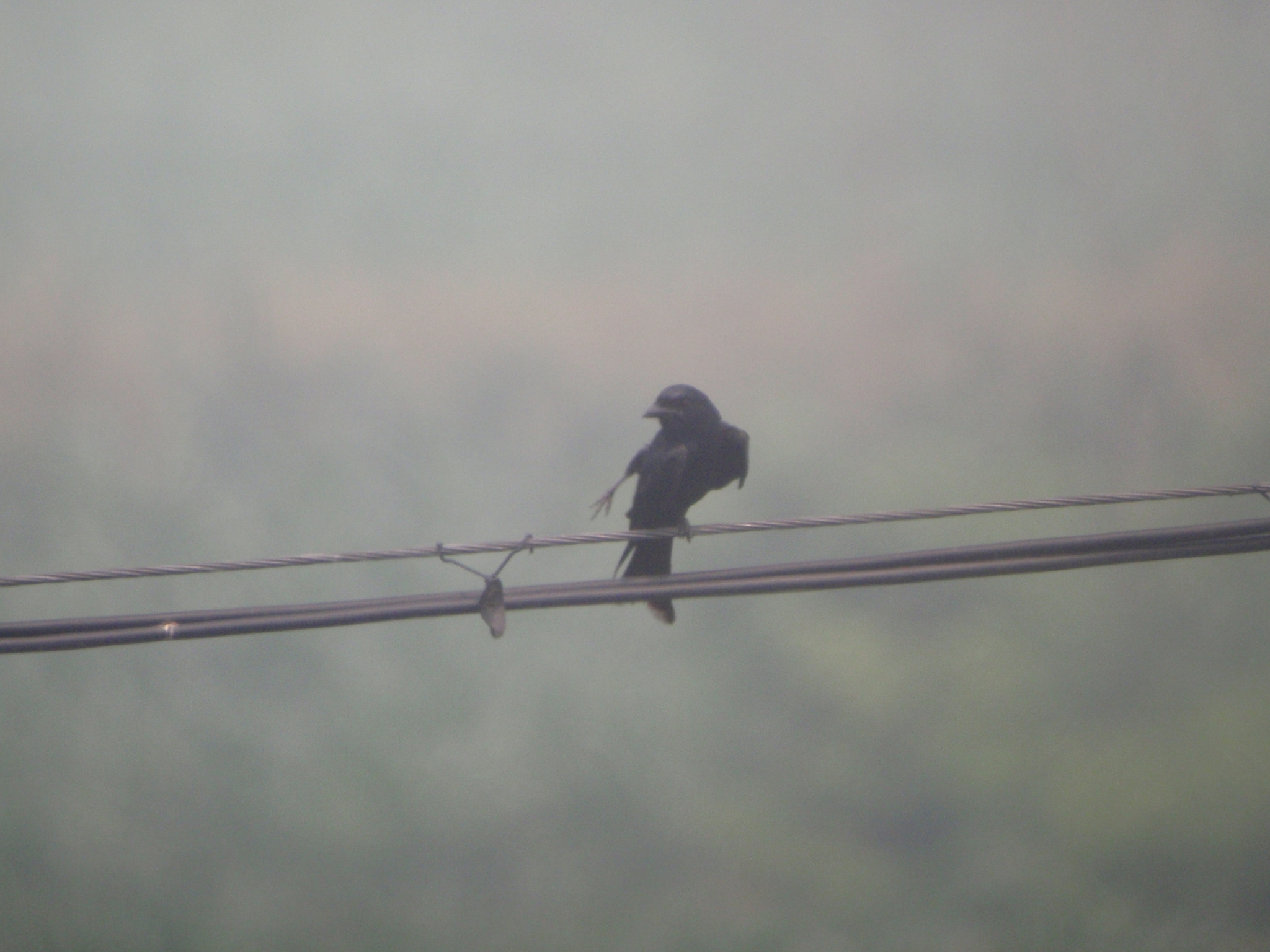 Black Drongo