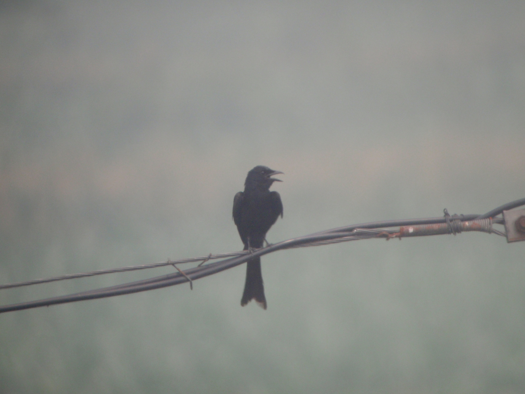 Black Drongo