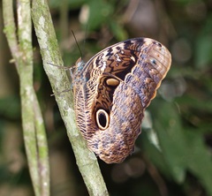 Caligo beltrao