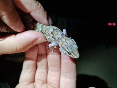 Chondrodactylus bibronii