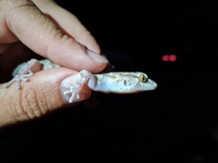 Chondrodactylus bibronii