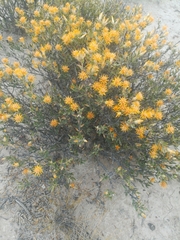 Chuquiraga avellanedae