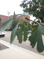 Ginkgo biloba