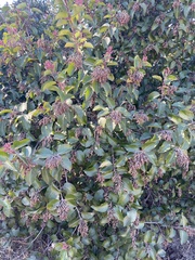 Rhus ovata