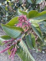 Rhus ovata