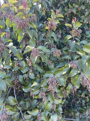 Rhus ovata