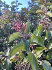 Rhus ovata