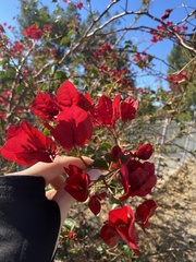 Bougainvillea
