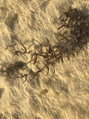 Sargassum filipendula