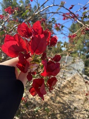 Bougainvillea