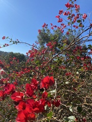 Bougainvillea