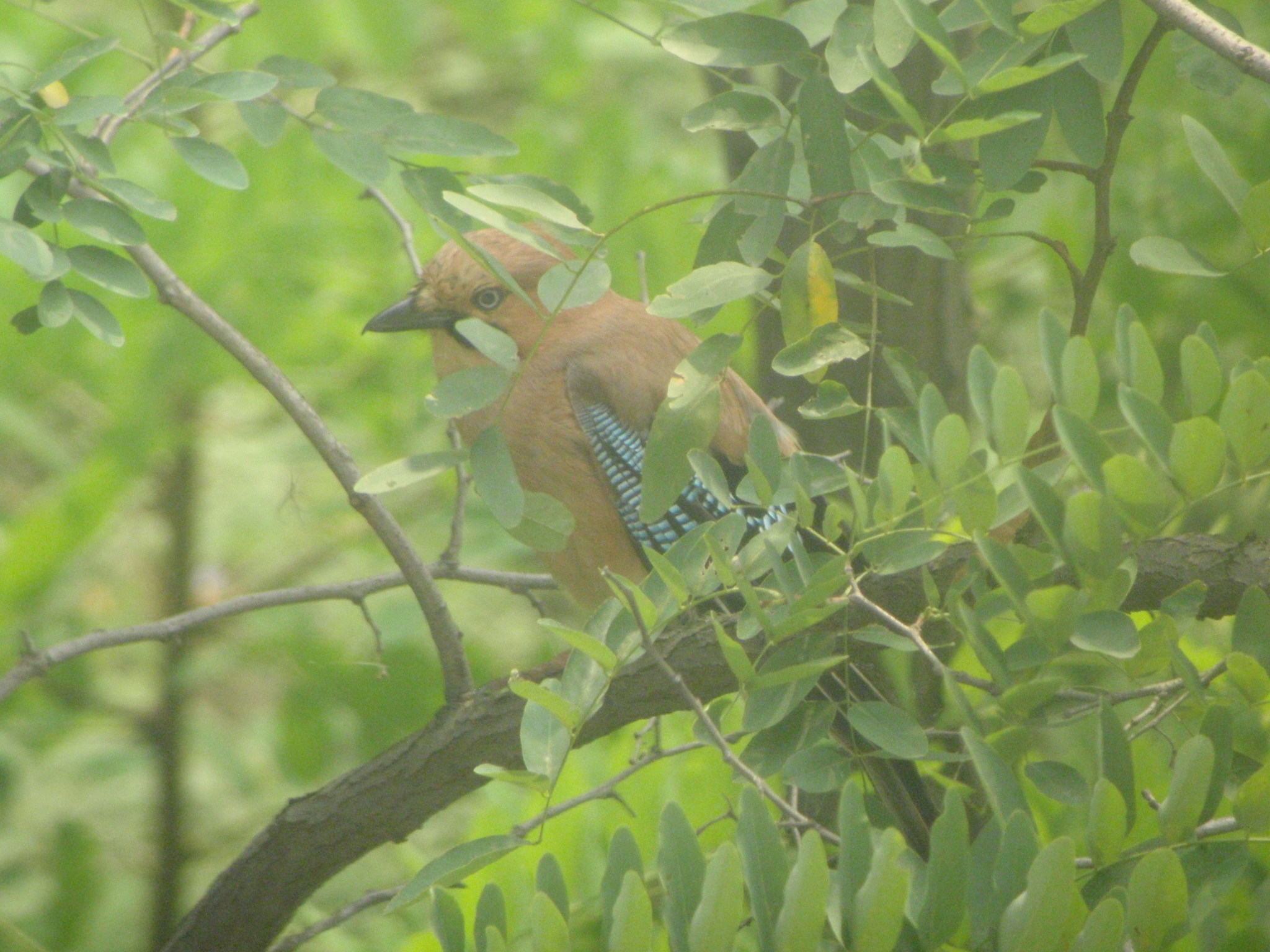 Eurasian Jay