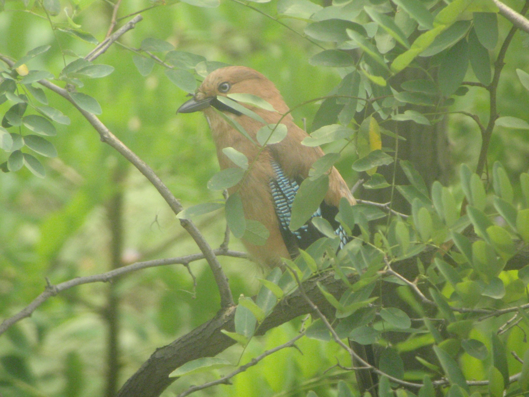 Eurasian Jay