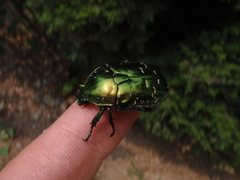 Protaetia orientalis